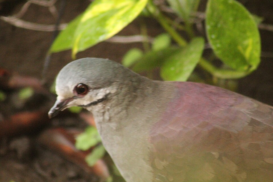 Tuxtla Quail-Dove