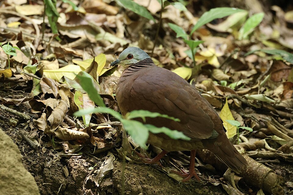 Chiriqui Quail-Dove