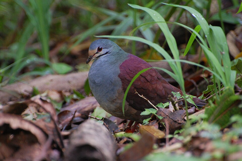 Buff-fronted Quail-Dove