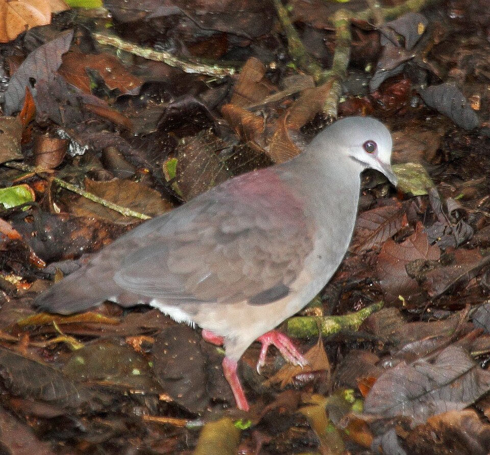 Purplish-backed Quail-Dove