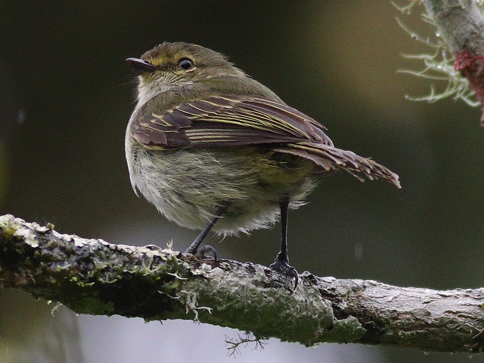 Choco Tyrannulet