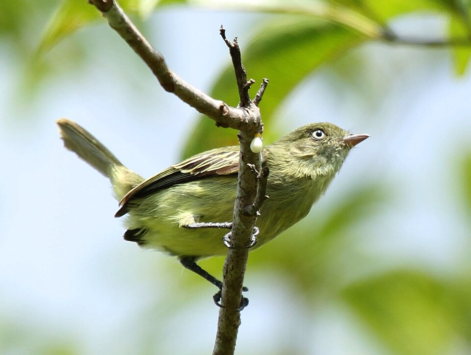 Chico's Tyrannulet
