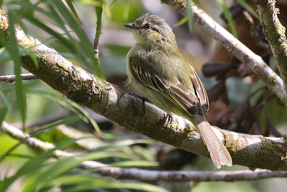 Loja Tyrannulet