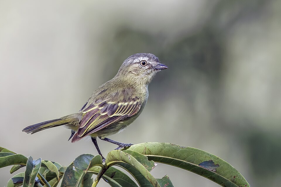 Slender-footed Tyrannulet