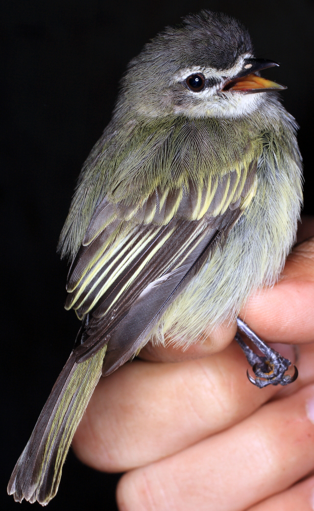 Spectacled Tyrannulet