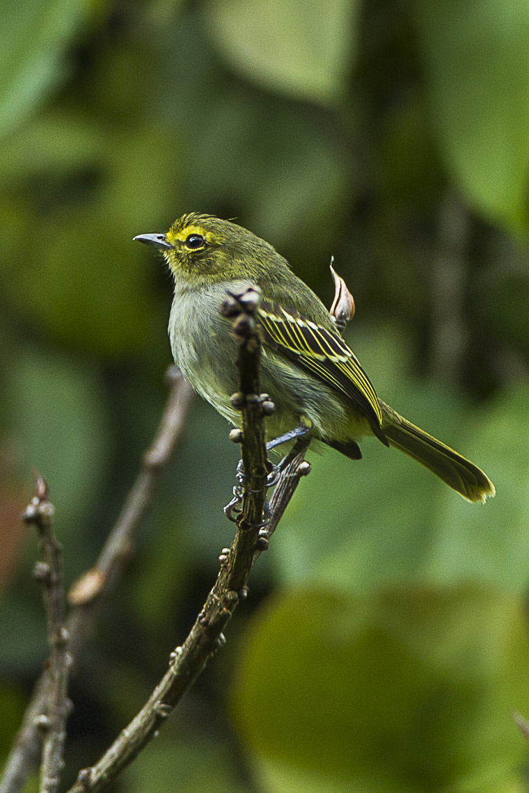 Coopmans's Tyrannulet