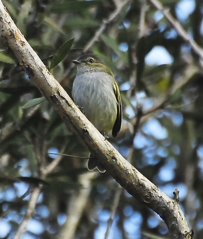 Mistletoe Tyrannulet