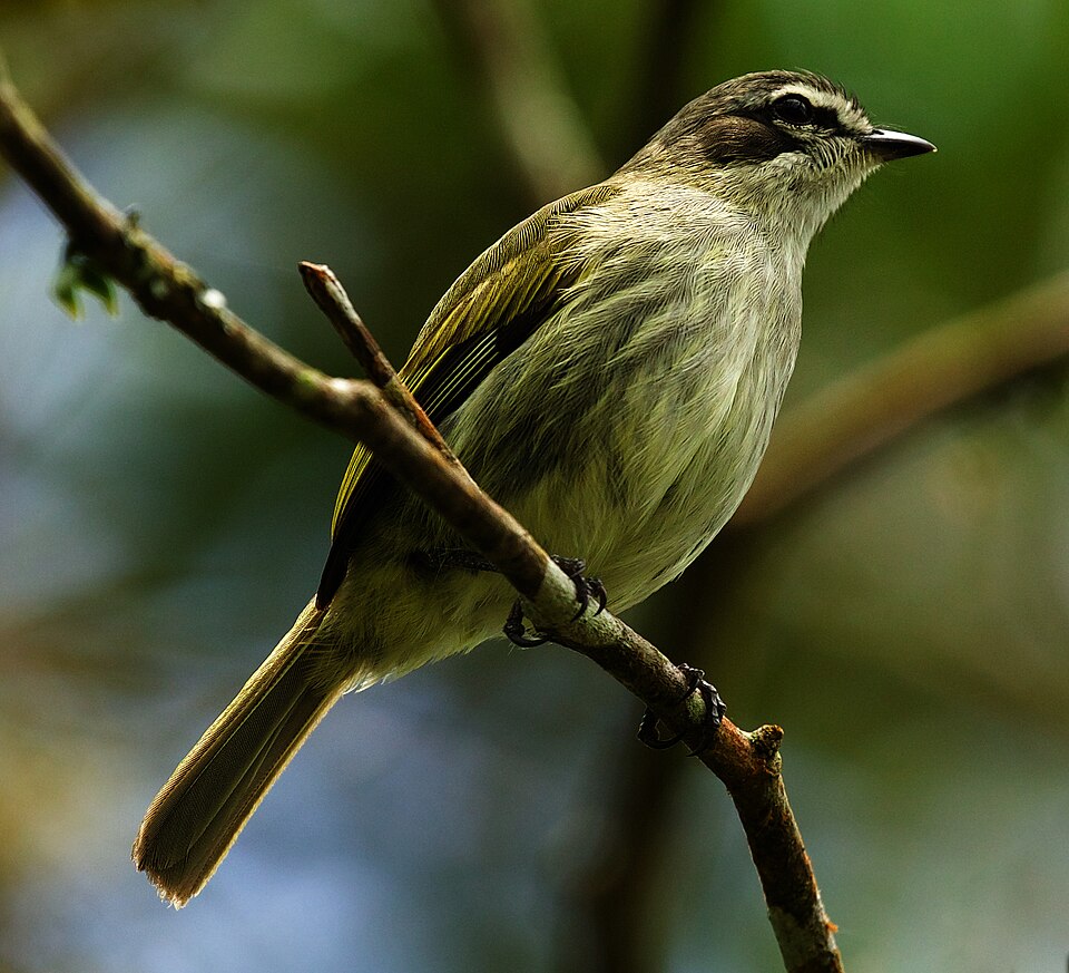 Venezuelan Tyrannulet
