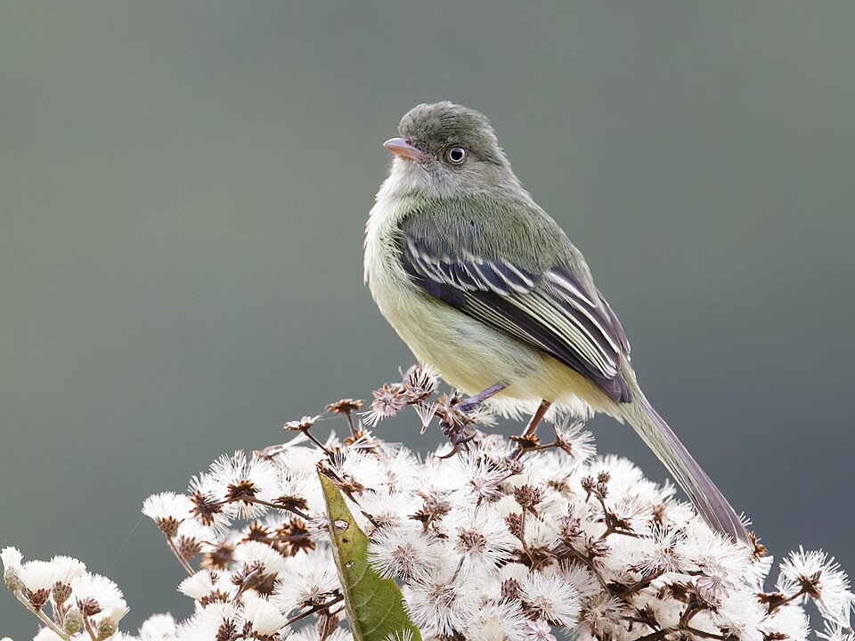 Mishana Tyrannulet