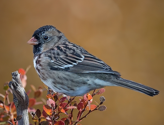 Harris's Sparrow