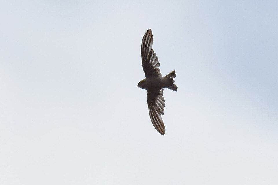 Madagascar Spinetail