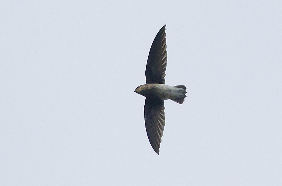 White-rumped Spinetail