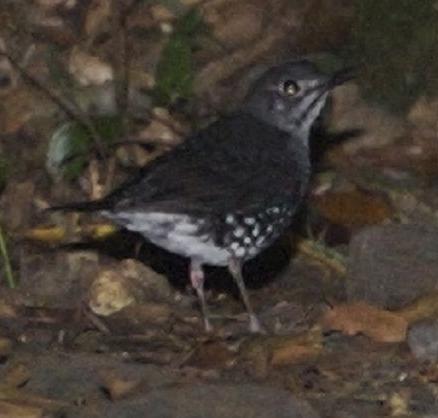 Sunda Thrush