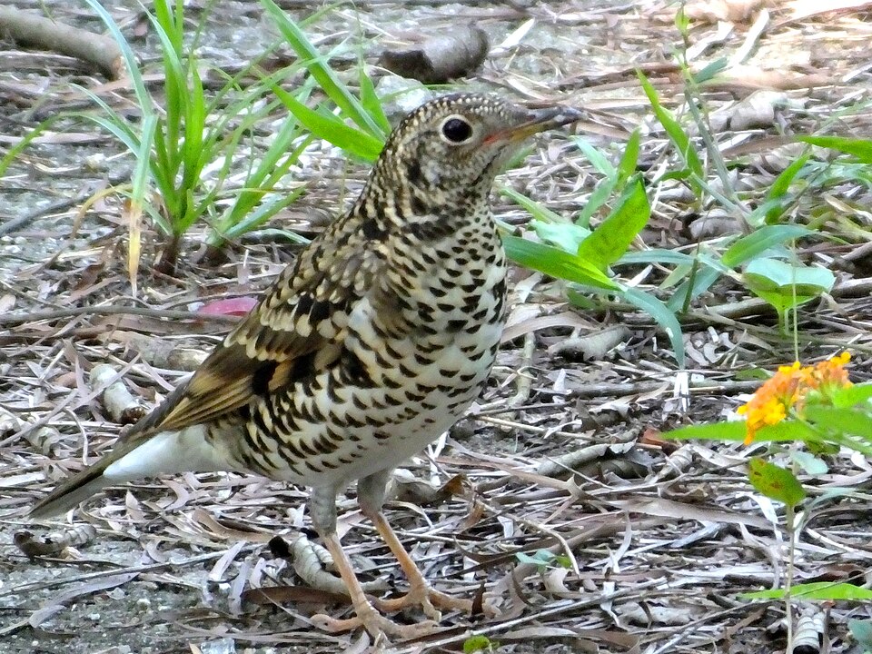 White's Thrush