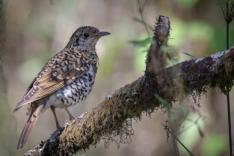 Scaly Thrush