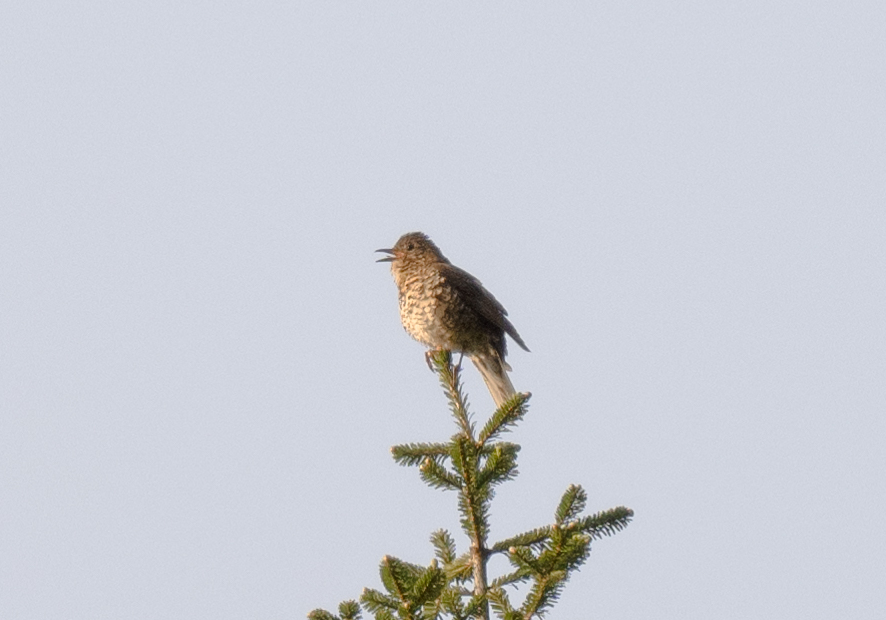 Sichuan Thrush