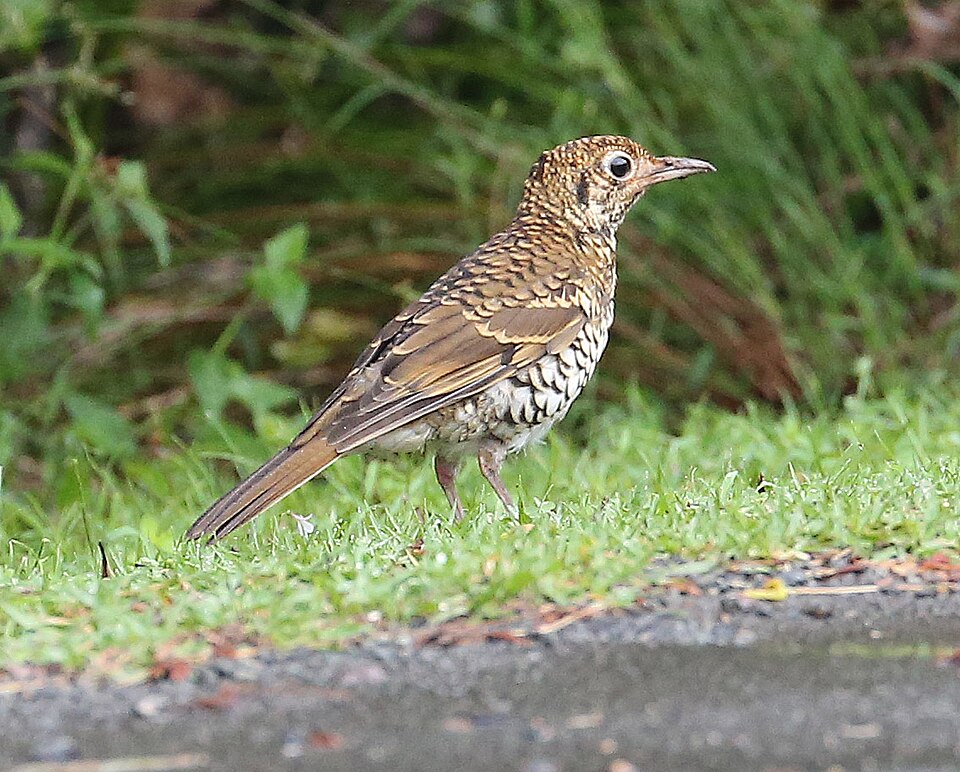 Russet-tailed Thrush