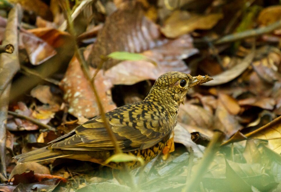 Sri Lanka Thrush