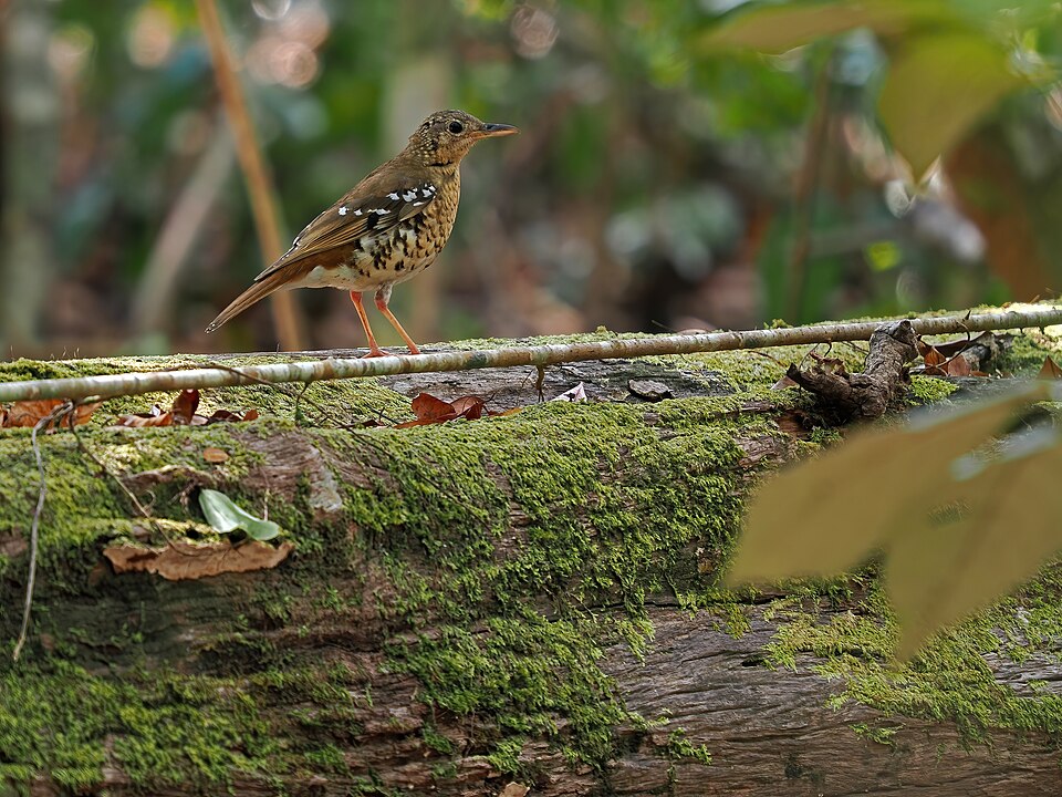 Fawn-breasted Thrush