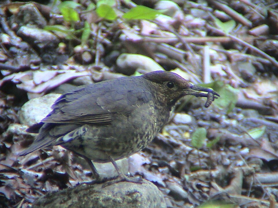 Long-billed Thrush
