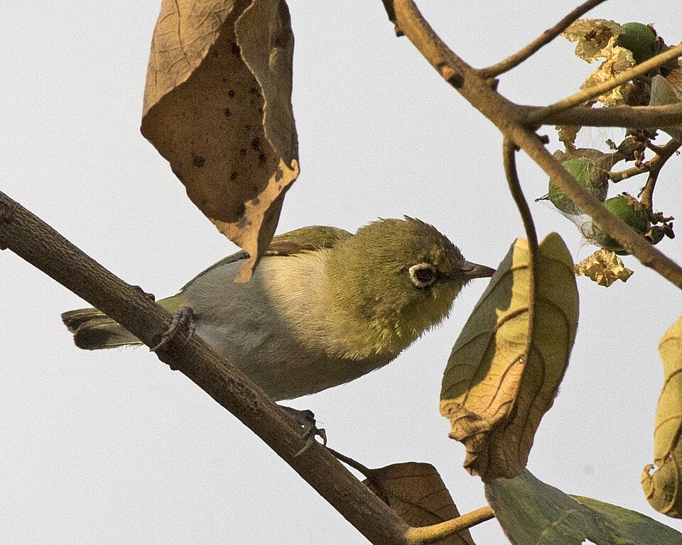 Abyssinian White-eye