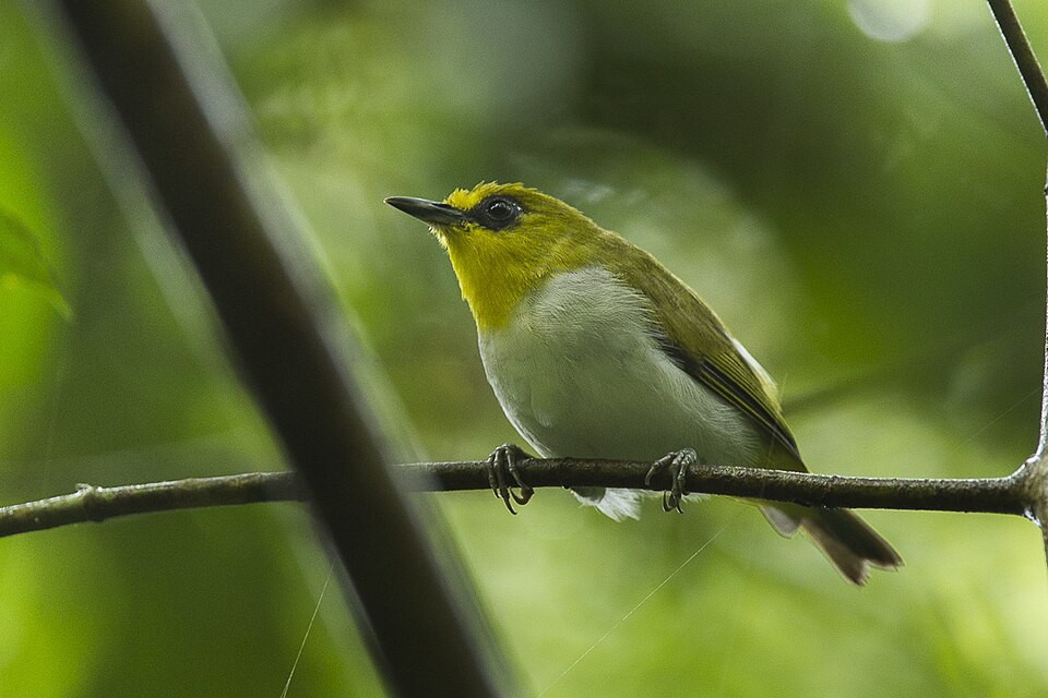 Black-ringed White-eye