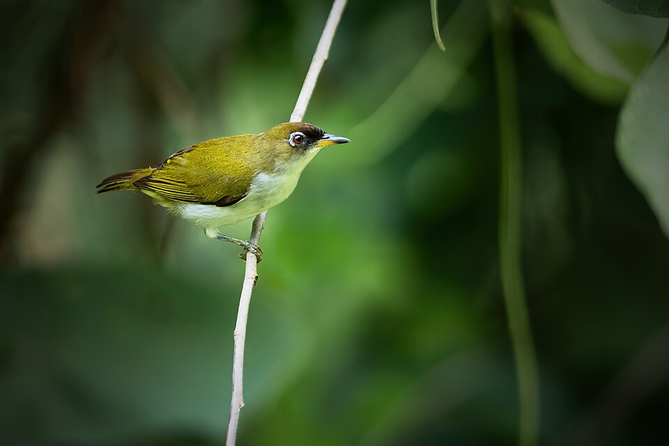 Cream-throated White-eye