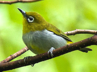 Hume's White-eye