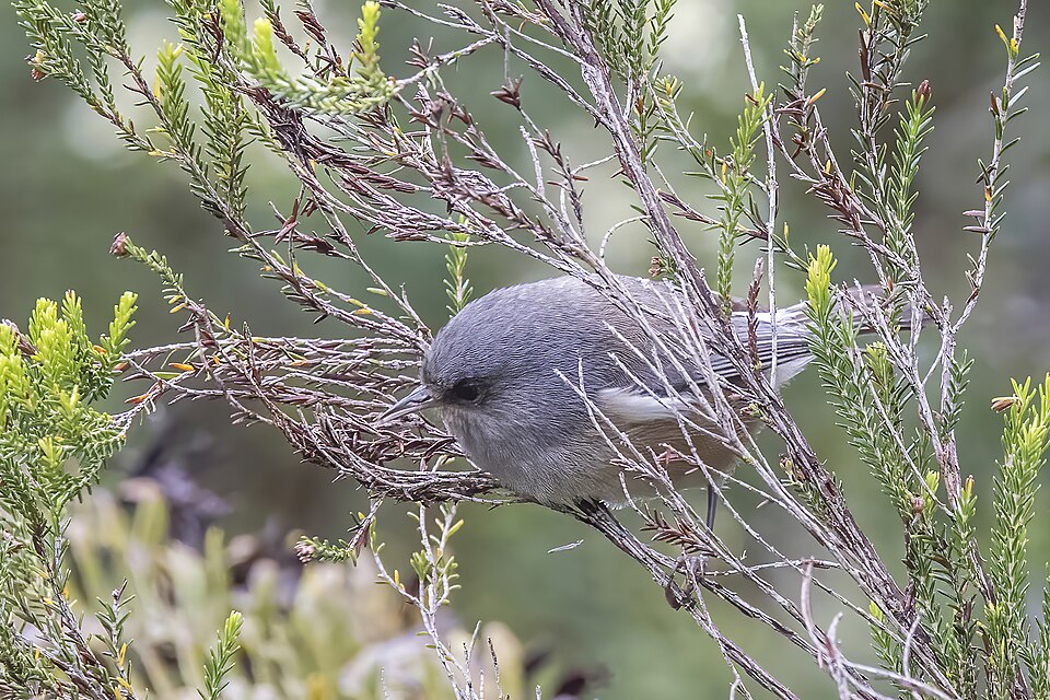 Reunion Grey White-eye