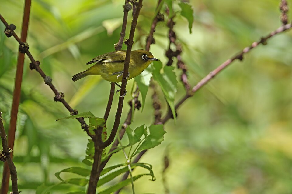 Buru White-eye