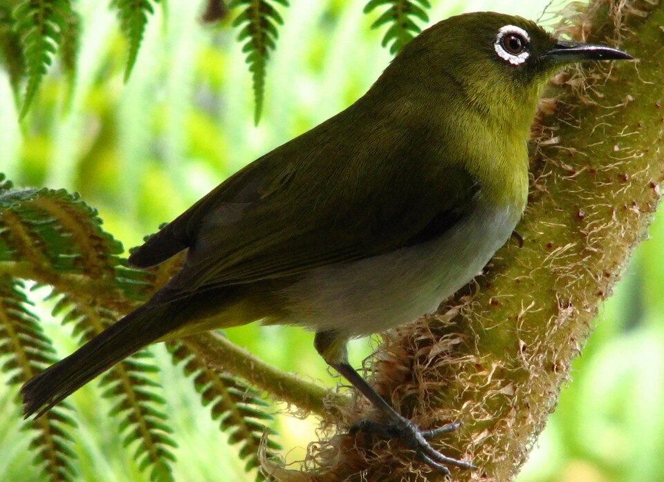 Sri Lanka White-eye