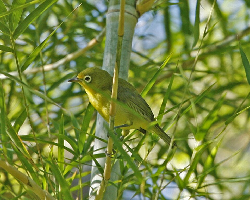 Lemon-bellied White-eye