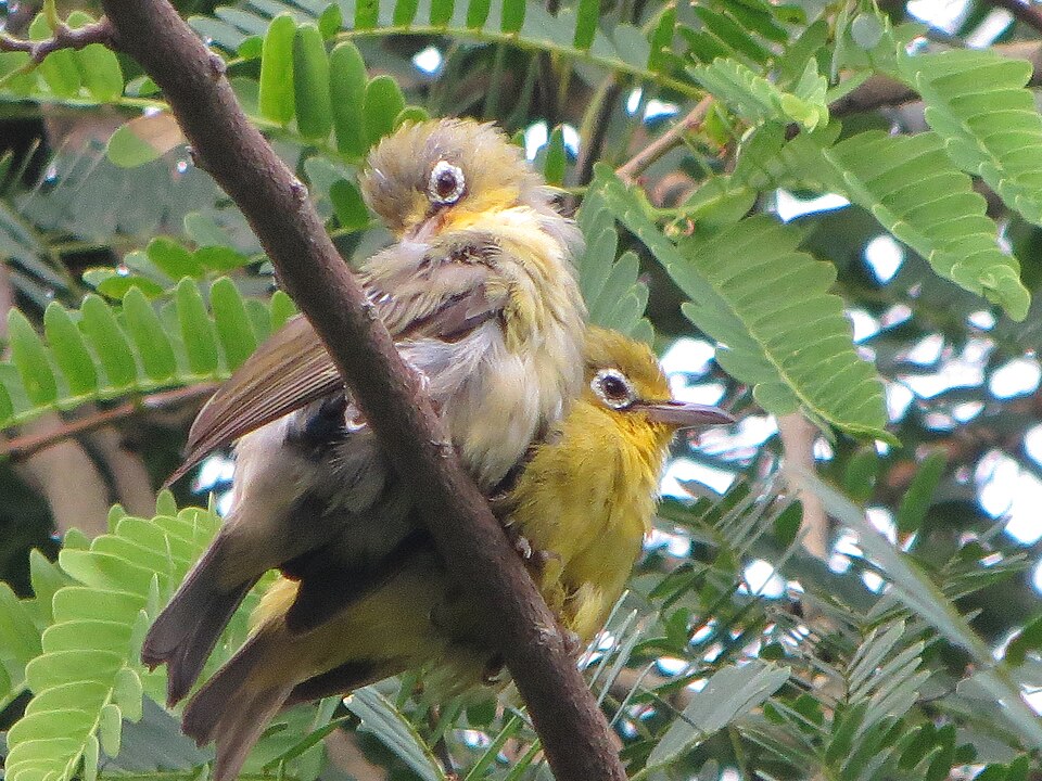 Pale-bellied White-eye