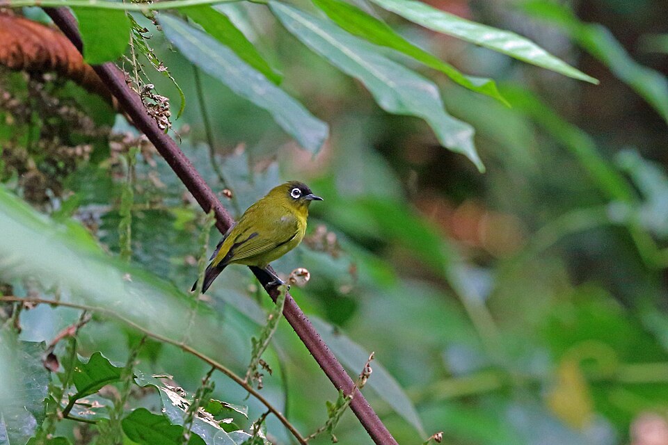 Oya Tabu White-eye