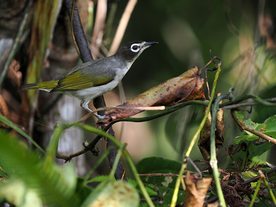 Morotai White-eye