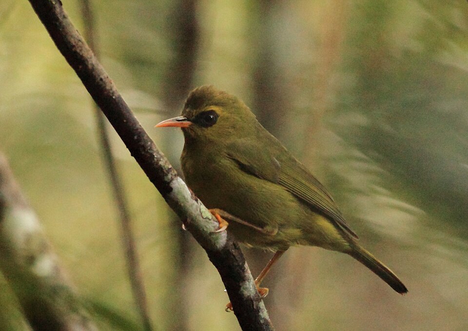 Mountain Blackeye