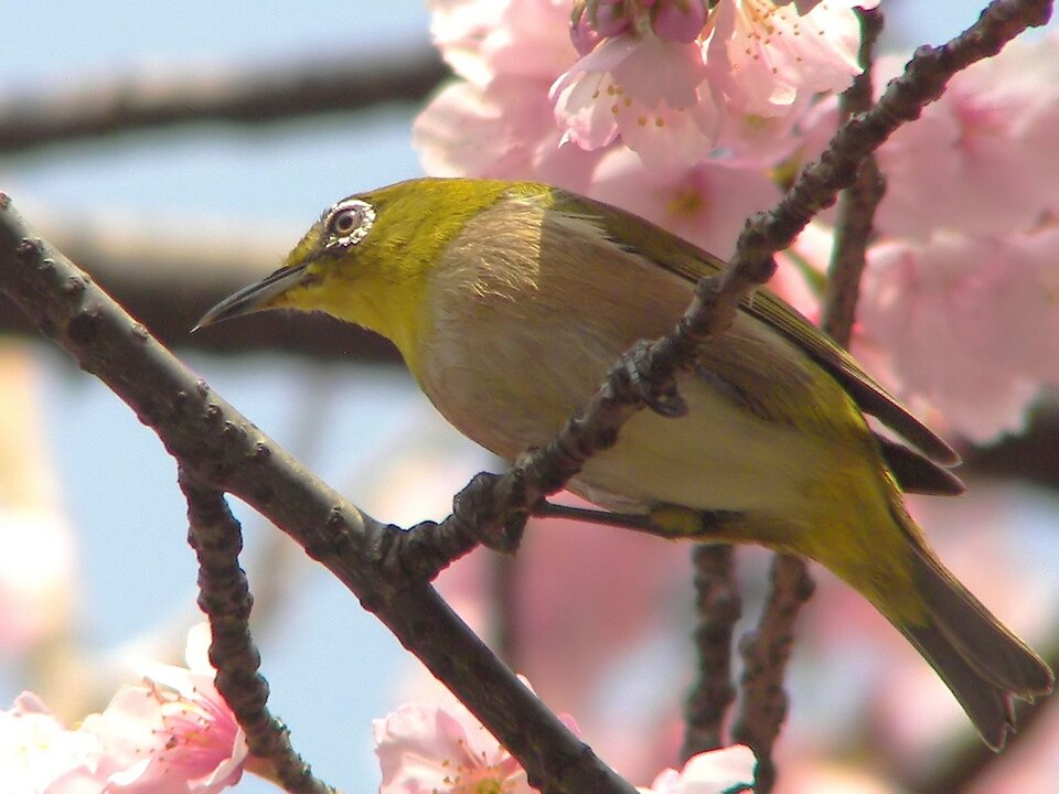 Chestnut-flanked White-eye