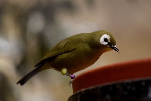 Broad-ringed White-eye