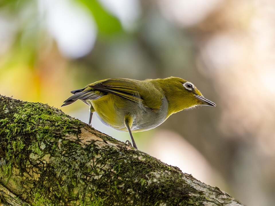 Everett's White-eye