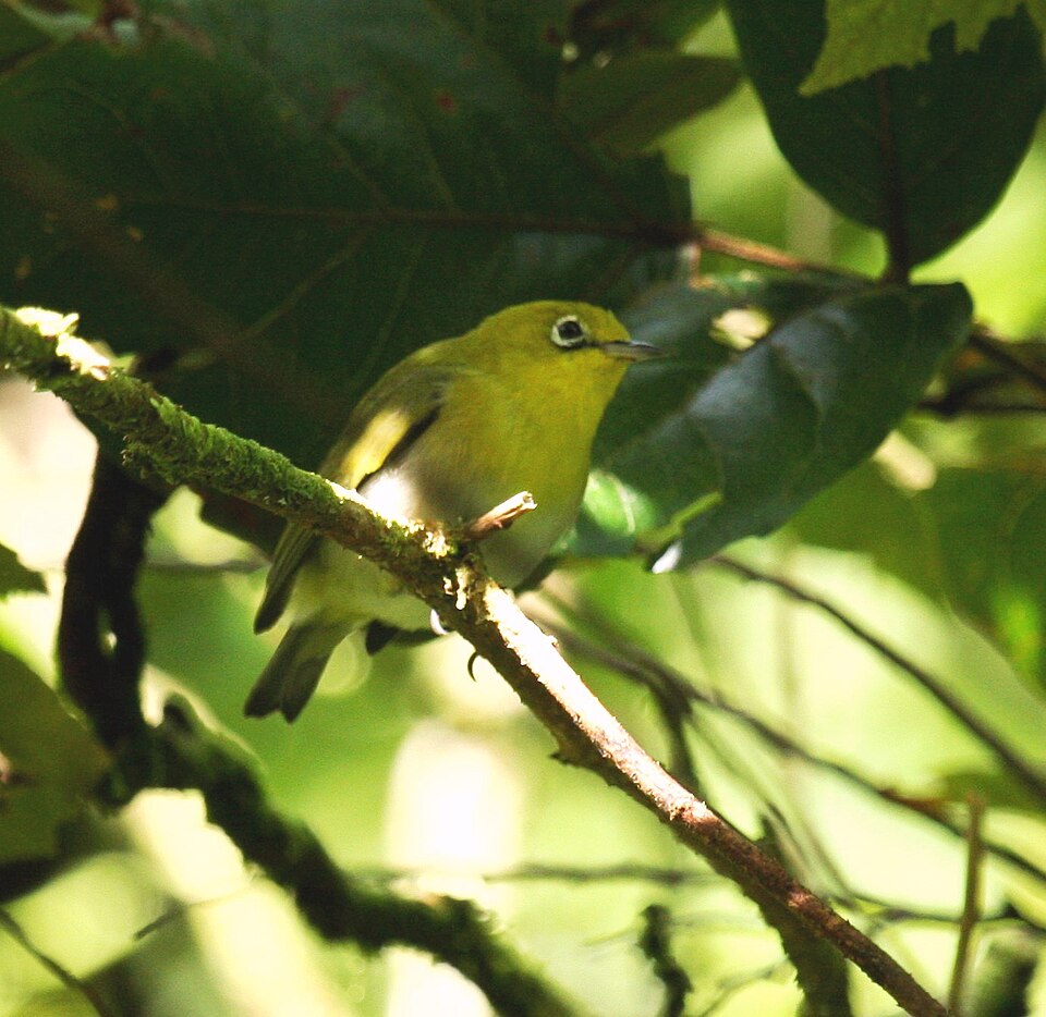 Fiji White-eye