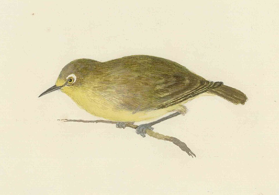 Vanuatu White-eye