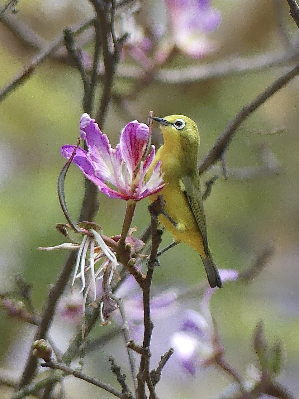Pale White-eye