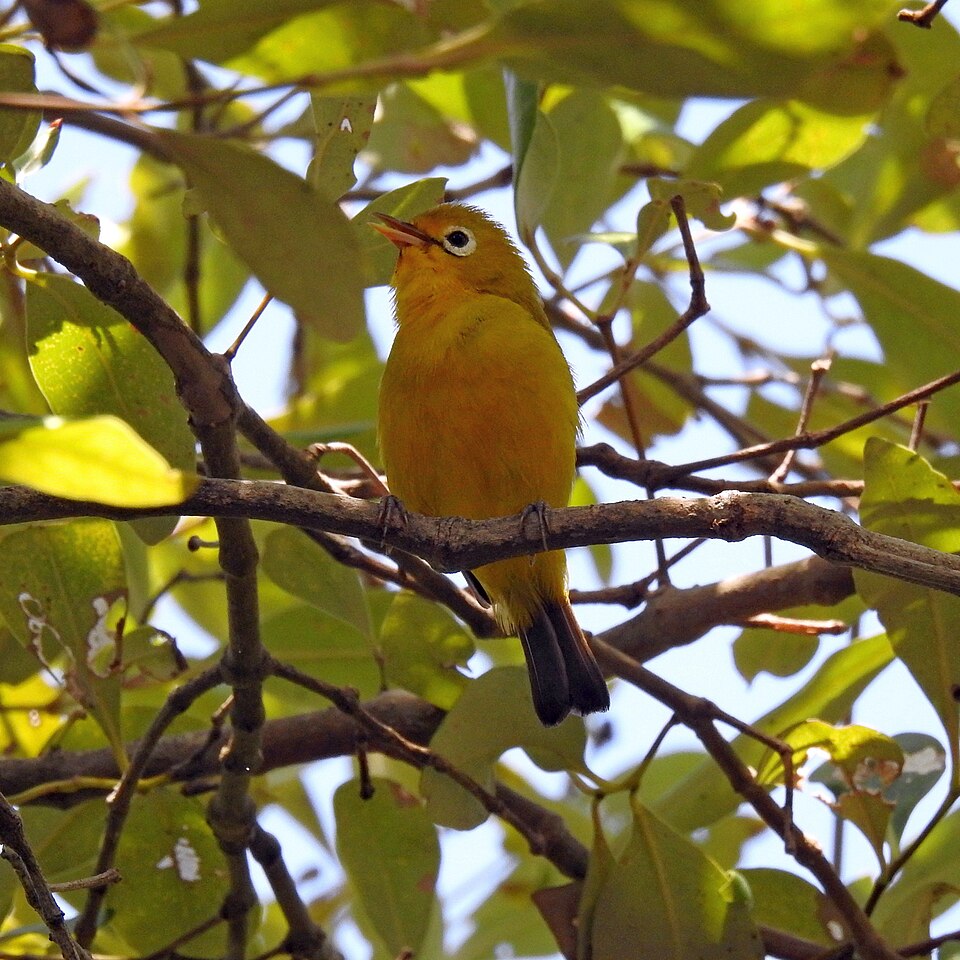Wakatobi White-eye