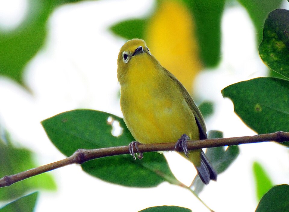 Javan White-eye