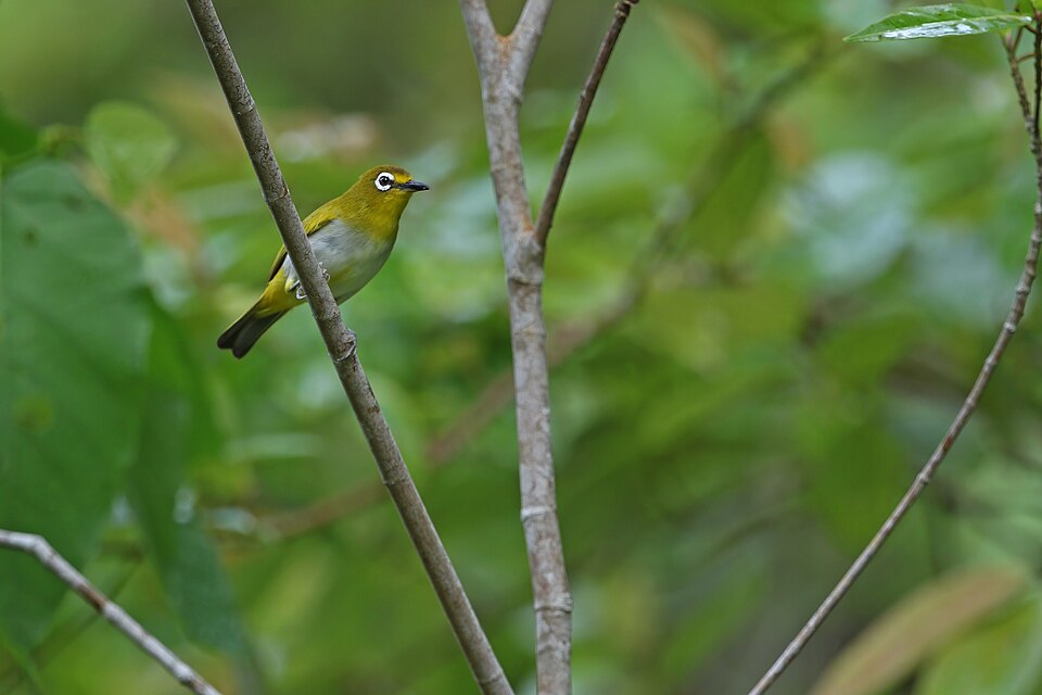 Pearl-bellied White-eye