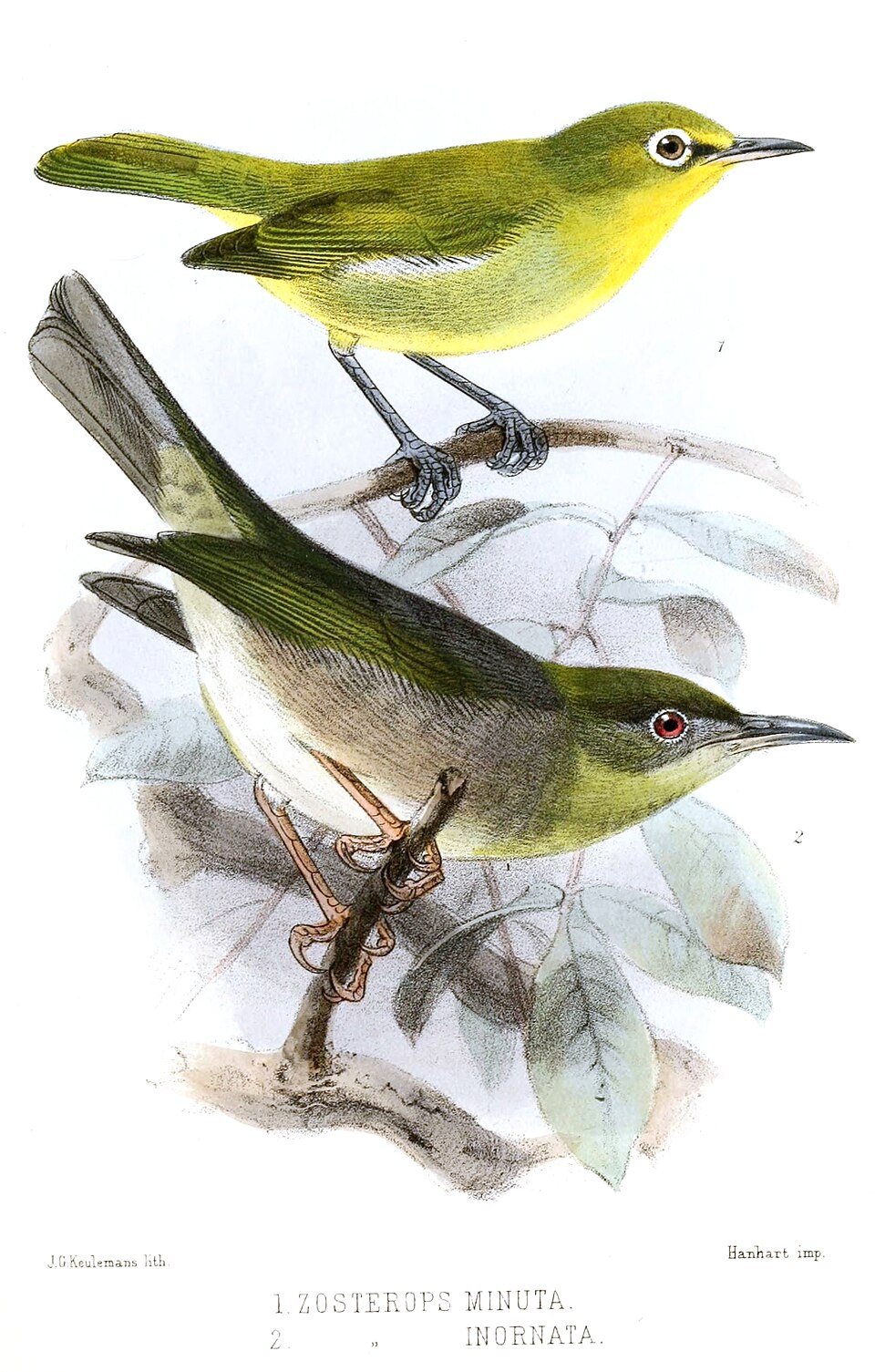 Large Lifou White-eye