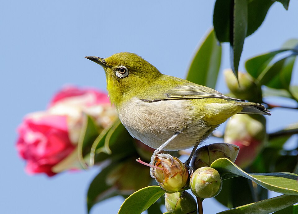 Warbling White-eye