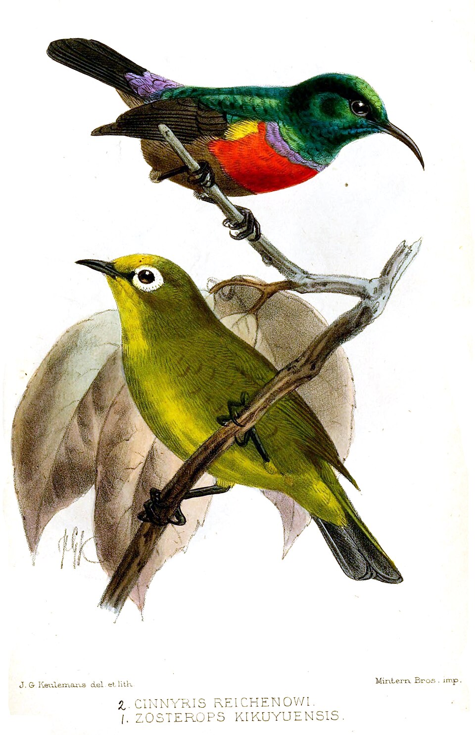 Kikuyu White-eye