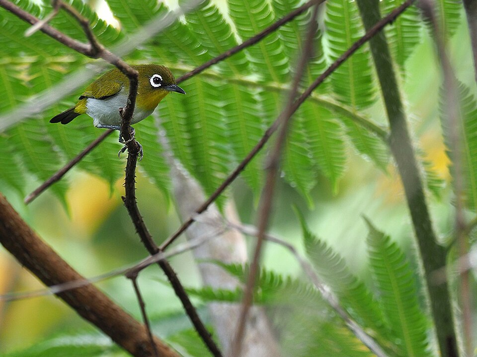 Ambon White-eye