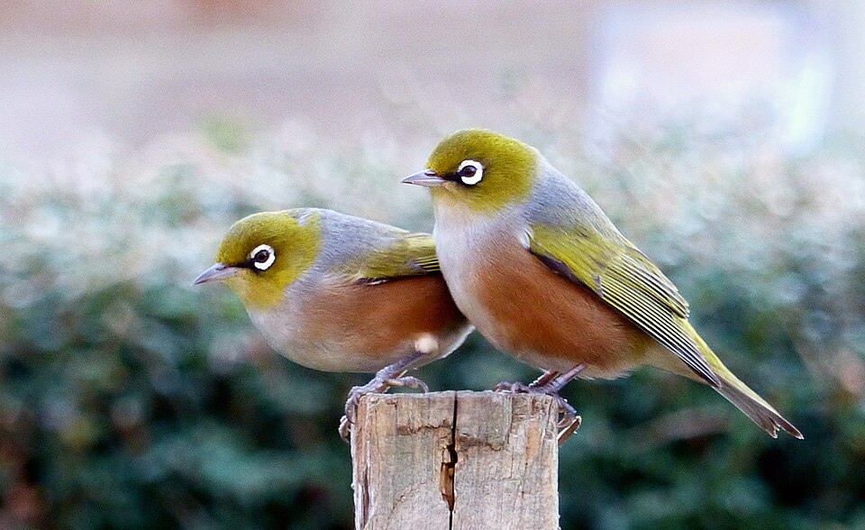 Silvereye